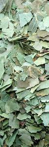Birkenblätter geschnitten Bio
